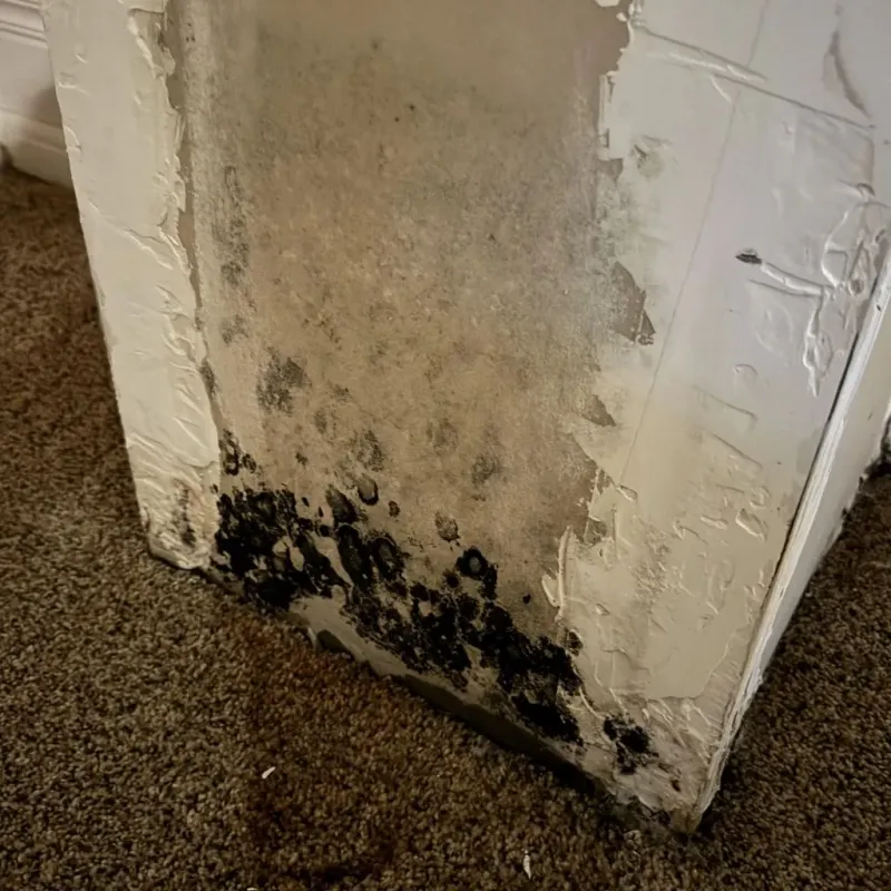 Professional Mold Removal in Lexington, IL